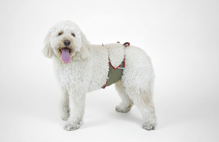 Dog diapers for male Doodle Dog diapers for male Doodle
