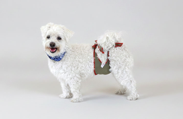 Dog diapers for male Maltese Dog diapers for male Maltese