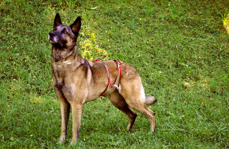 Dog diaper for male Shepherd Dog