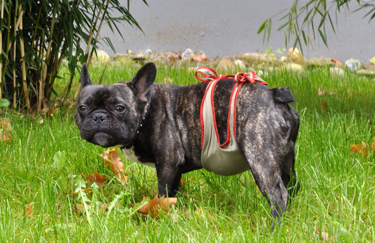 Dog diapers for male French Bulldog