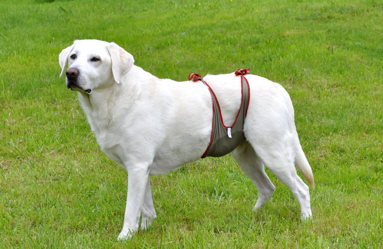 Dog diapers for male Labrador