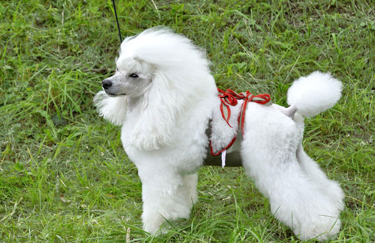 Dog diapers for male Poodle