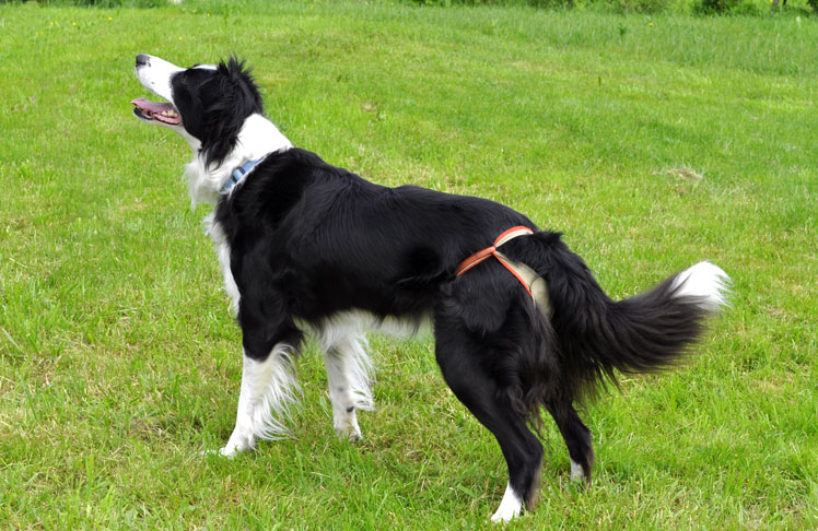 Dog nappies for female Border Collie