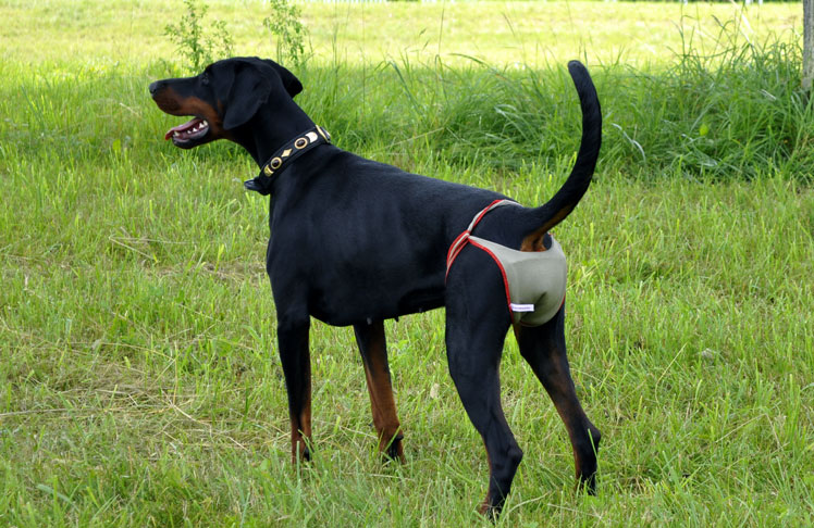 Dog nappies for clearance periods