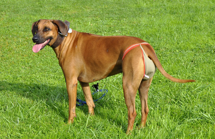 Dog nappies for female Rhodesian Ridegeback