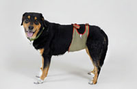 Dog diapers for Appenzell Mountain Dog
