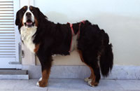 Dog diapers for Bernese mountain dog