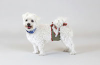 Dog diapers for Maltese