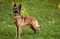 Dog diaper for male Shepherd Dog (Malinois)