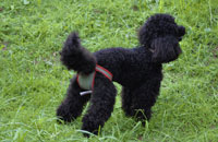 Dog nappies for female Poodle
