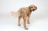 Dog diapers for female Doodle