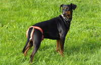 Dog nappy for female German Pinscher
