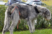 Dog nappy for female Irish Wolfhound