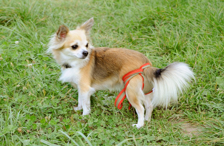 Couche /culotte pour chienne Chihuahua 