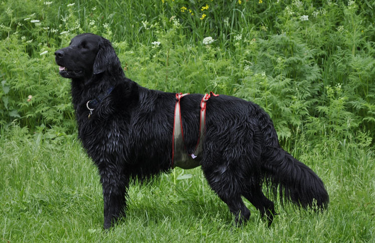 Retriever avec couche piccobello
