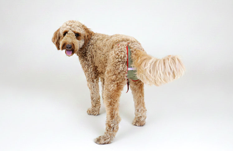 Couche / culotte pour chienne Doodle