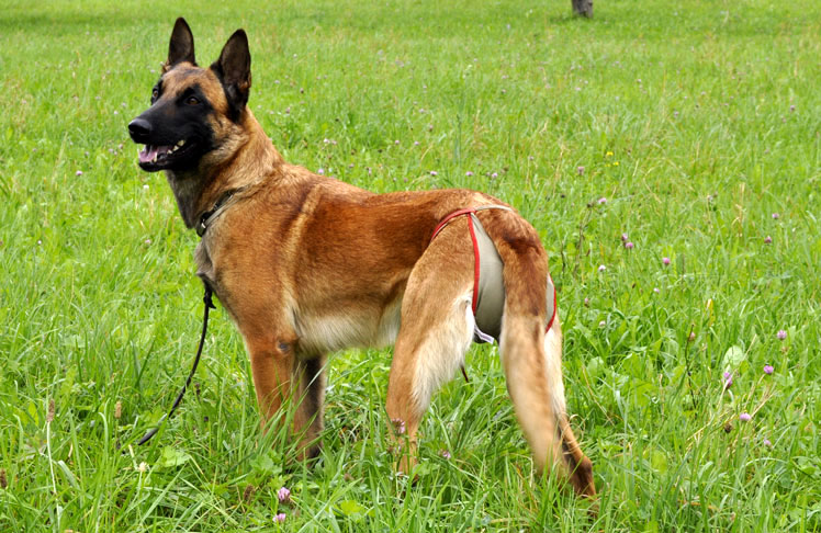 Culotte pour chienne Berger Belge Malinois