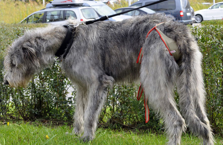 Couche / Culotte pour chienne Lévier Irlandais