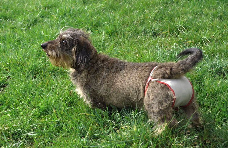Small female dog diaper shown by female Dachshound Lotte
