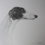 Greyhound dessin