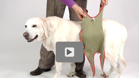 Démonstration vidéo : Comment mettre la couche pour chien piccobello pour les grands mâles