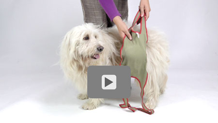 Video tutorial: How you put on the piccobello dog diaper / nappy for small male dogs