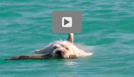 Video about the piccobello dog bathrobe