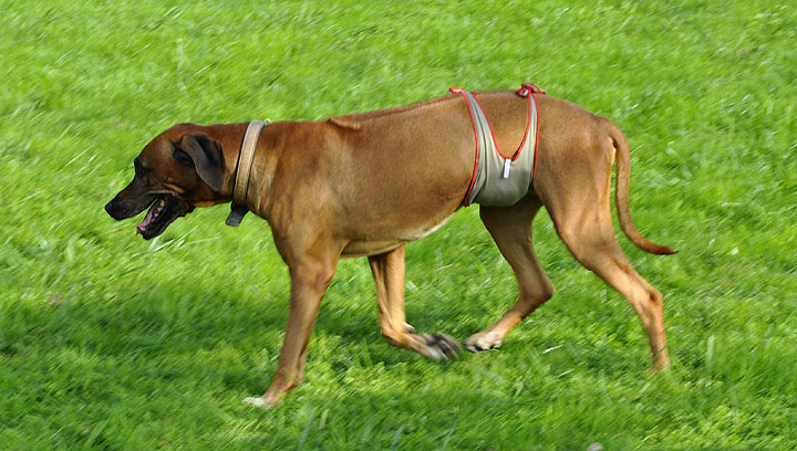 piccobello Dog Diapers on a male Rhodesian Ridgeback