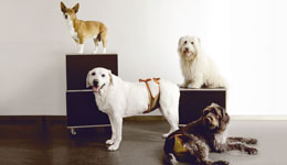 Couches pour chien en comparaison Couches pour chien en comparaison