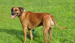 Infos sur les couches pour chiennes Infos sur les couches pour chiennes