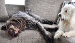 Infos sur les chaleurs chez la chienne Infos sur les chaleurs chez la chienne