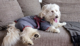 Dog bathrobe Dog bathrobe