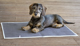 Dog incontinence pads / mats  Dog incontinence pads / mats