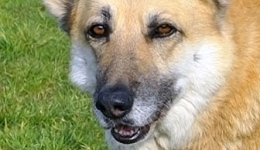 Infos sur l'incontinence chez le chien Infos sur l'incontinence chez le chien