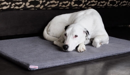 Orthopedic Dog Bed Orthopedic Dog Bed
