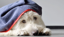 Dog drying towel Dog drying towel