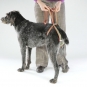 Dog diapers for large female dogs Set-of-9-5
