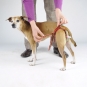 Dog diaper for small female dogs-6