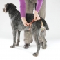 Dog diaper for large female dogs-7